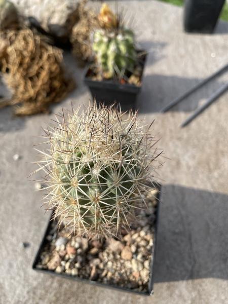 Echinomastus warnockii